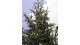 Jedľa balzamová/Abies balsamea výška do 80 cm, len osobný odber